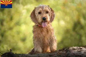 Read more about the article Basset fauve de Bretagne breeders and puppies in Arizona