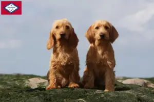 Read more about the article Basset fauve de Bretagne breeders and puppies in Arkansas