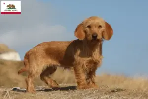 Read more about the article Basset fauve de Bretagne breeders and puppies in California
