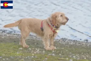 Read more about the article Basset fauve de Bretagne breeders and puppies in Colorado