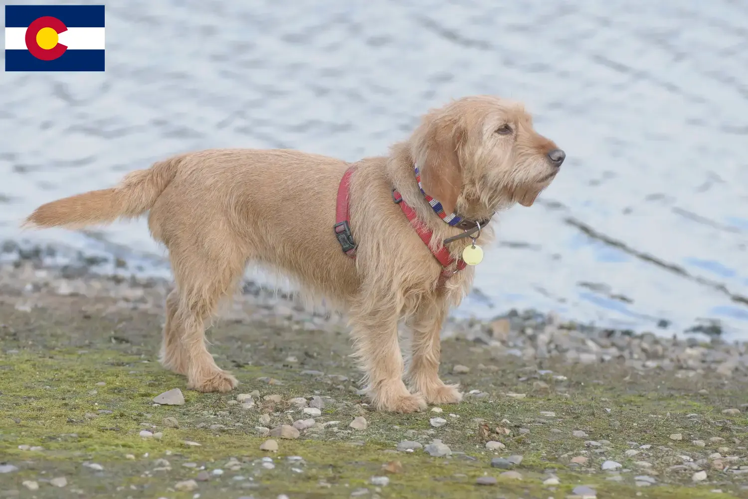 Basset fauve de Bretagne puppies and breeders Colorado Find Basset fauve de Bretagne breeders in Colorado.