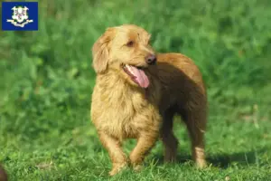 Read more about the article Basset fauve de Bretagne breeders and puppies in Connecticut