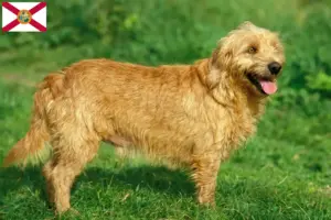 Read more about the article Basset fauve de Bretagne breeders and puppies in Florida