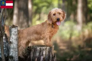 Read more about the article Basset fauve de Bretagne breeders and puppies in Georgia