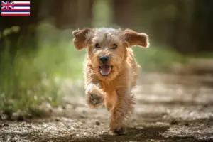 Read more about the article Basset fauve de Bretagne breeders and puppies in Hawaii