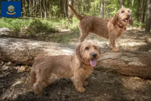 Read more about the article Basset fauve de Bretagne breeders and puppies in Idaho