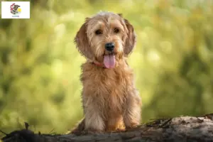 Read more about the article Basset fauve de Bretagne breeders and puppies in Illinois