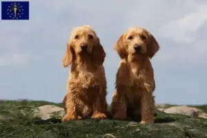 Read more about the article Basset fauve de Bretagne breeders and puppies in Indiana