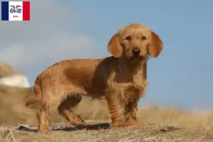 Read more about the article Basset fauve de Bretagne breeders and puppies in Iowa