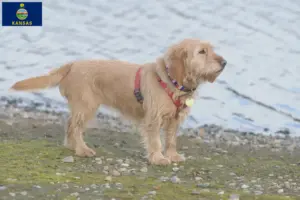 Read more about the article Basset fauve de Bretagne breeders and puppies in Kansas