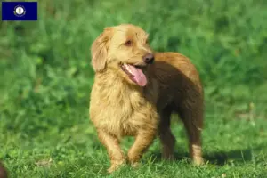 Read more about the article Basset fauve de Bretagne breeders and puppies in Kentucky