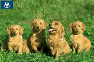 Read more about the article Basset fauve de Bretagne breeders and puppies in Louisiana