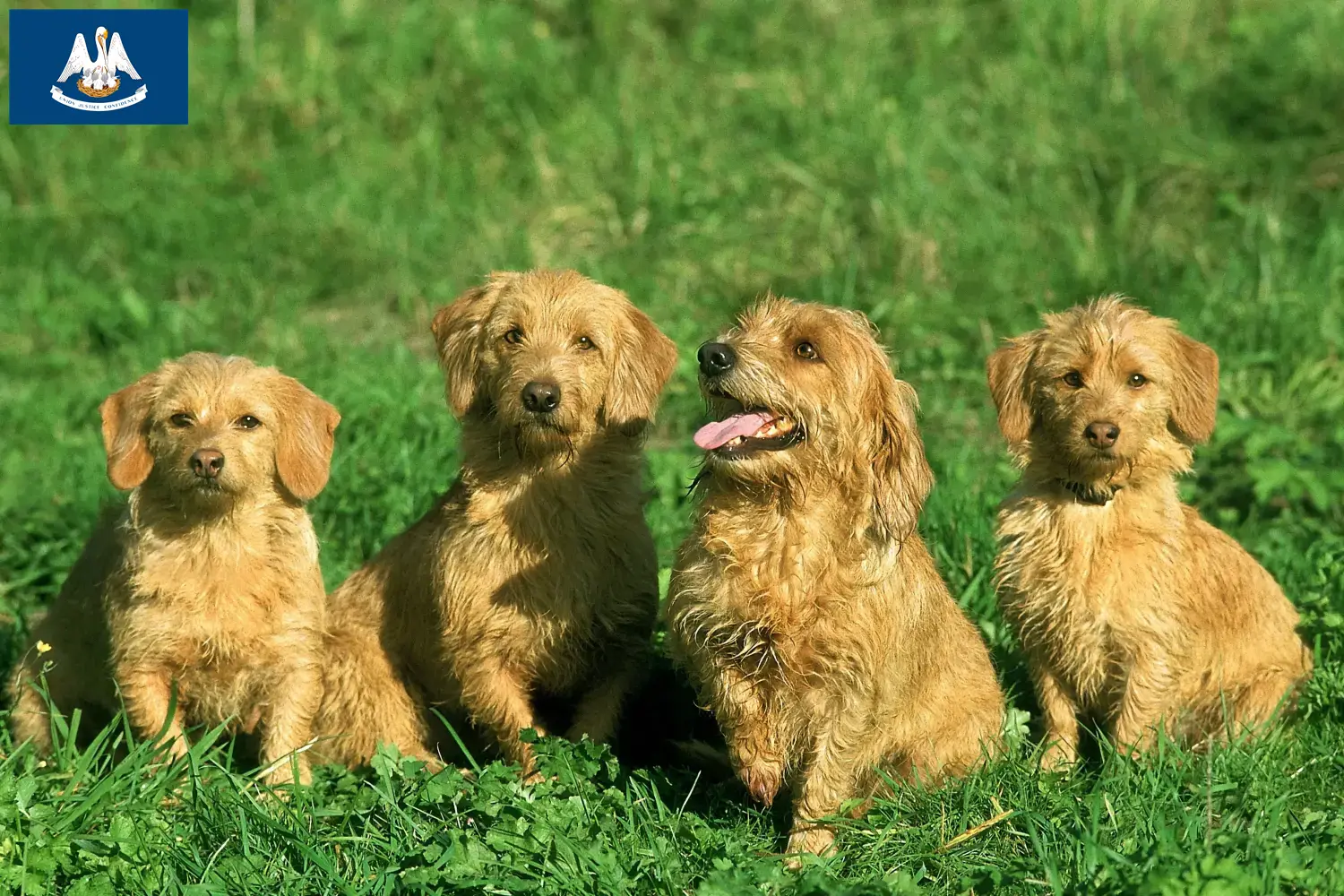 Basset fauve de Bretagne puppies and breeders Louisiana Find Basset fauve de Bretagne breeders in Louisiana.