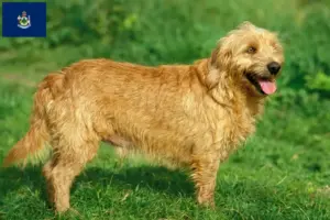 Read more about the article Basset fauve de Bretagne breeders and puppies in Maine