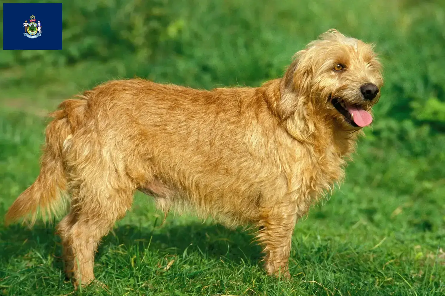 Basset fauve de Bretagne puppies and breeders Maine Find Basset fauve de Bretagne breeders in Maine.