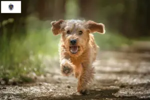 Read more about the article Basset fauve de Bretagne breeders and puppies in Massachusetts