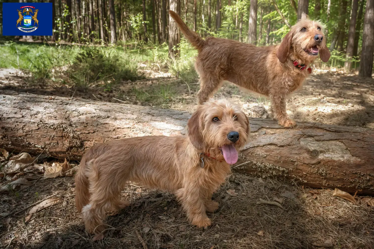 Basset fauve de Bretagne puppies and breeders Michigan Find Basset fauve de Bretagne breeders in Michigan.