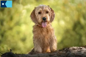 Read more about the article Basset fauve de Bretagne breeders and puppies in Minnesota