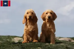 Read more about the article Basset fauve de Bretagne breeders and puppies in Mississippi