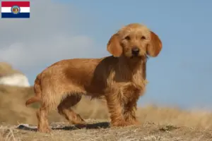 Read more about the article Basset fauve de Bretagne breeders and puppies in Missouri