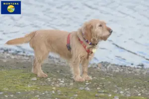 Read more about the article Basset fauve de Bretagne breeders and puppies in Montana