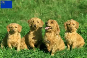 Read more about the article Basset fauve de Bretagne breeders and puppies in Nevada