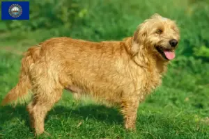 Read more about the article Basset fauve de Bretagne breeders and puppies in New Hampshire