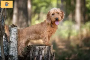 Read more about the article Basset fauve de Bretagne breeders and puppies in New Jersey