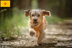 Read more about the article Basset fauve de Bretagne breeders and puppies in New Mexico