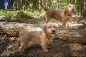 Read more about the article Basset fauve de Bretagne breeders and puppies in New York