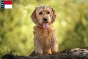 Read more about the article Basset fauve de Bretagne breeders and puppies in North Carolina