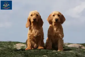 Read more about the article Basset fauve de Bretagne breeders and puppies in North Dakota