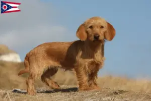 Read more about the article Basset fauve de Bretagne breeders and puppies in Ohio