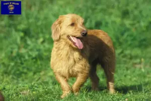 Read more about the article Basset fauve de Bretagne breeders and puppies in Oregon