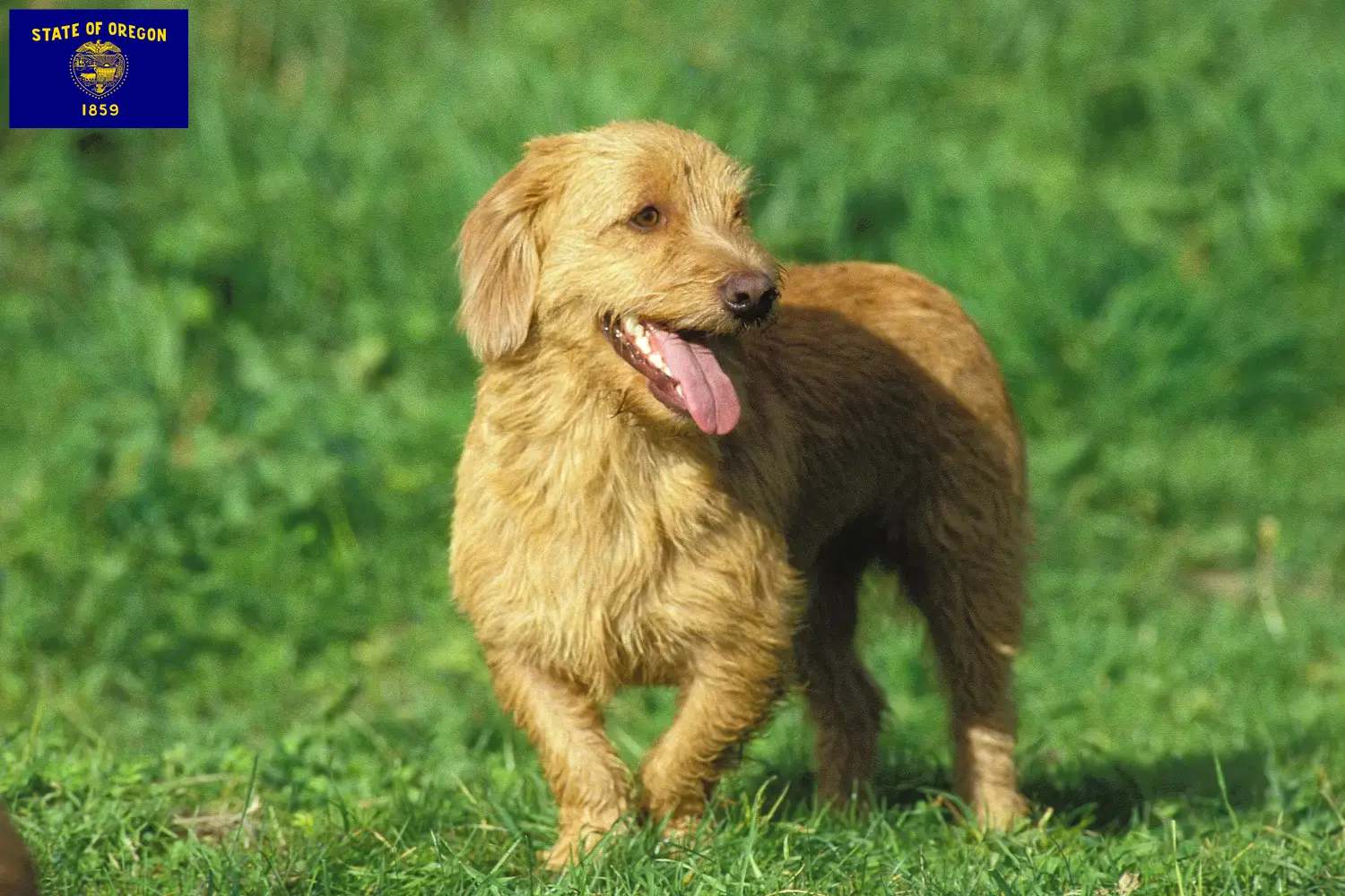 Basset fauve de Bretagne puppies and breeder Oregon Find Basset fauve de Bretagne breeders in Oregon.