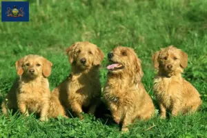Read more about the article Basset fauve de Bretagne breeders and puppies in Pennsylvania