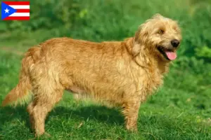 Read more about the article Basset fauve de Bretagne breeders and puppies in Puerto Rico
