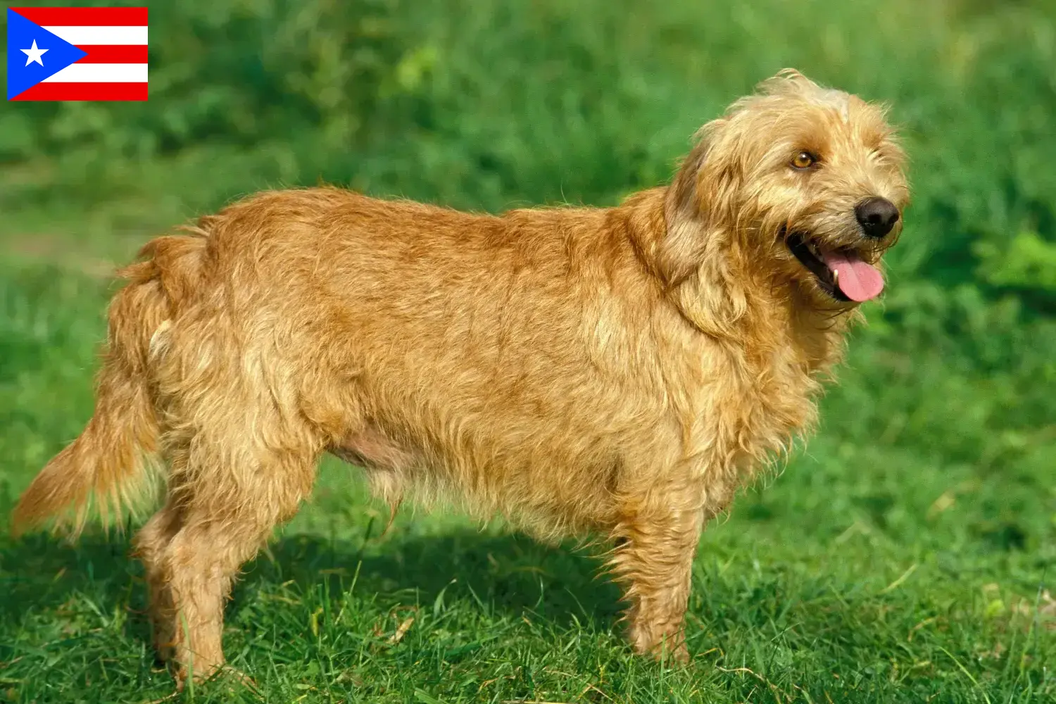 Basset fauve de Bretagne puppies and breeder Puerto Rico Find Basset fauve de Bretagne breeders in Puerto Rico.