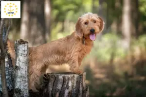 Read more about the article Basset fauve de Bretagne breeders and puppies in Rhode Island