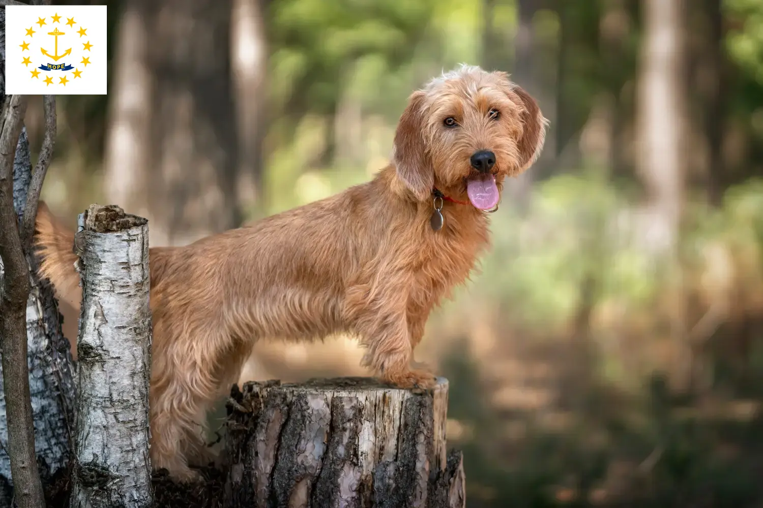 Basset fauve de Bretagne puppies and breeders Rhode Island Find Basset fauve de Bretagne breeders in Rhode Island.