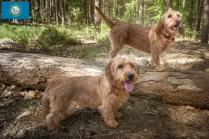Read more about the article Basset fauve de Bretagne breeders and puppies in South Dakota