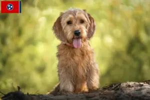 Read more about the article Basset fauve de Bretagne breeders and puppies in Tennessee