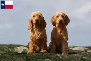 Read more about the article Basset fauve de Bretagne breeders and puppies in Texas