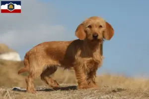 Read more about the article Basset fauve de Bretagne breeders and puppies in Utah