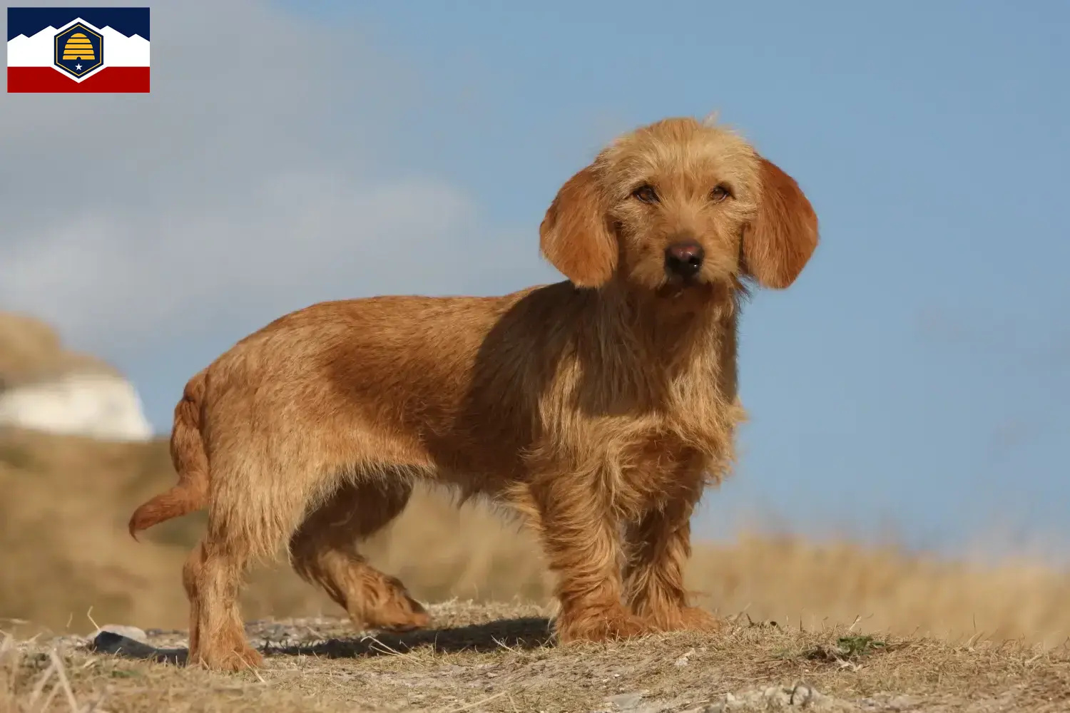 Basset fauve de Bretagne puppies and breeder Utah Find Basset fauve de Bretagne breeders in Utah.