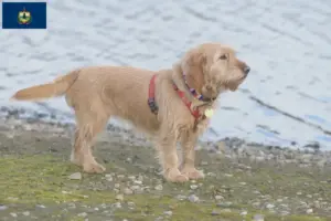 Read more about the article Basset fauve de Bretagne breeders and puppies in Vermont