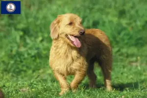 Read more about the article Basset fauve de Bretagne breeders and puppies in Virginia