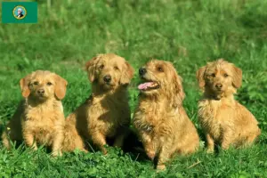 Read more about the article Basset fauve de Bretagne breeders and puppies in Washington