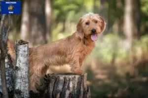 Read more about the article Basset fauve de Bretagne breeders and puppies in Wisconsin