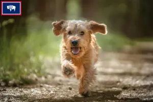 Read more about the article Basset fauve de Bretagne breeders and puppies in Wyoming